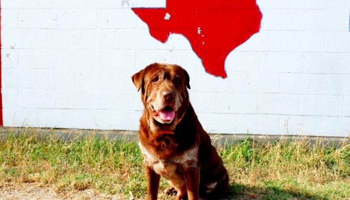 Best Austin Animal Shelters