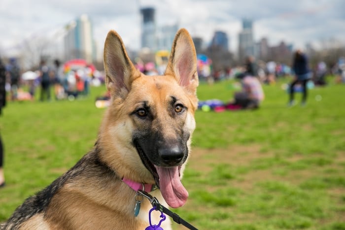 Pet Zone for Dogs at ABC Kite Fest