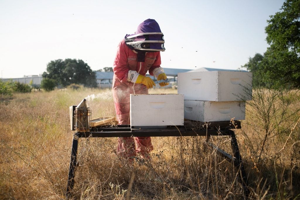 Round Rock Honey Beekeeper