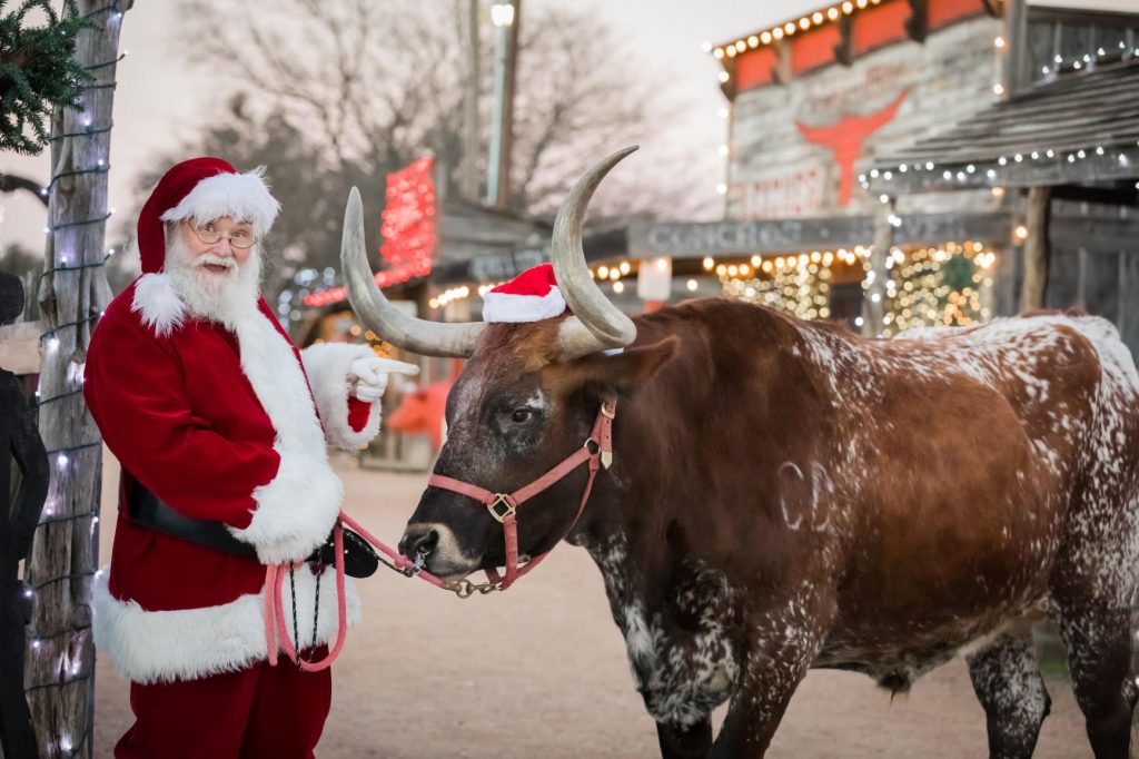 Texas Longhorn at Old West Christmas Light Fest