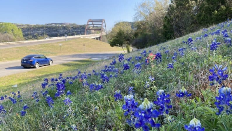 Bluebonnets on Capital Highway in Austin