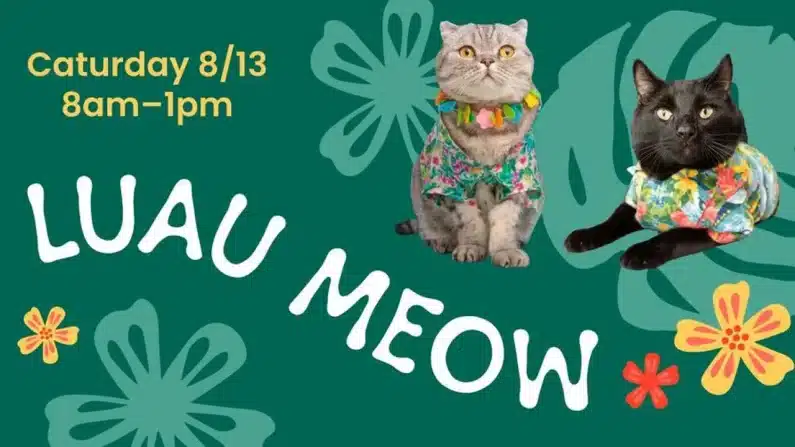 Luau Meow Kitten Adoption Event