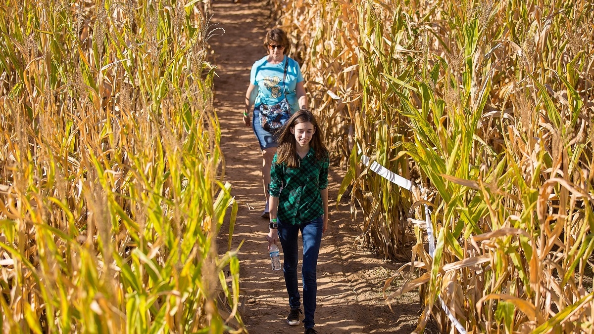 Corn Maze Austin - Lone Star Family Farm 