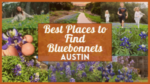 Best Places to Find Bluebonnets in Austin