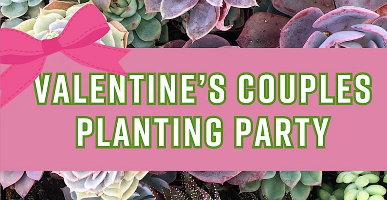 Austin Valentine's Day 2024 - Succulent Native