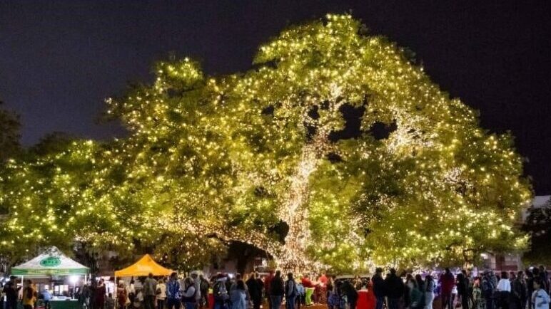 austin christmas tree lighting