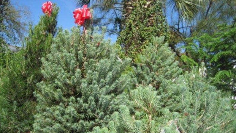 Christmas Trees in Austin - Barton Springs Nursery