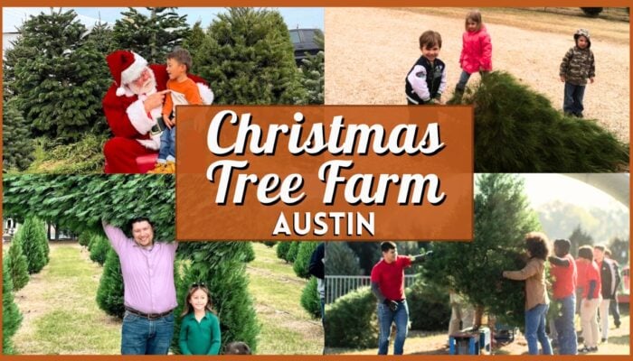 Chritmas Tree Farm Austin - Collage
