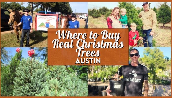 Where to Buy Real Christmas Trees in Austin - Collage