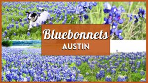 Bluebonnets Austin