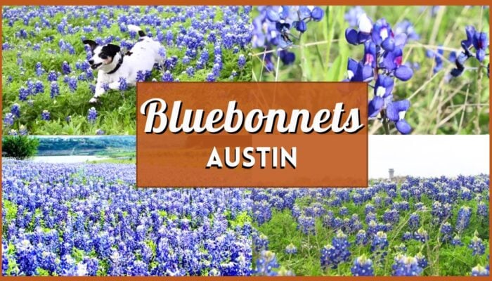 Bluebonnets Austin