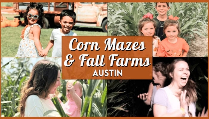 Corn Maze Austin